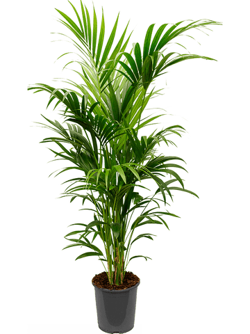 Kentia Palm